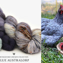 Blue Australorp Hen