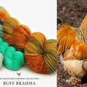 Buff Brahma Rooster